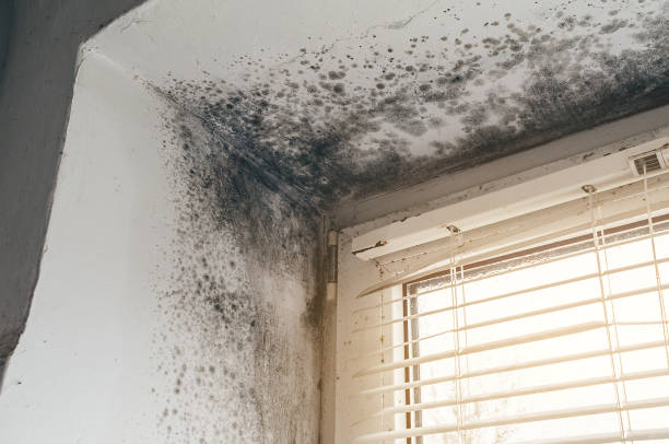 Affordable Bathroom Mold Removal solutions in Hillsborough, NJ